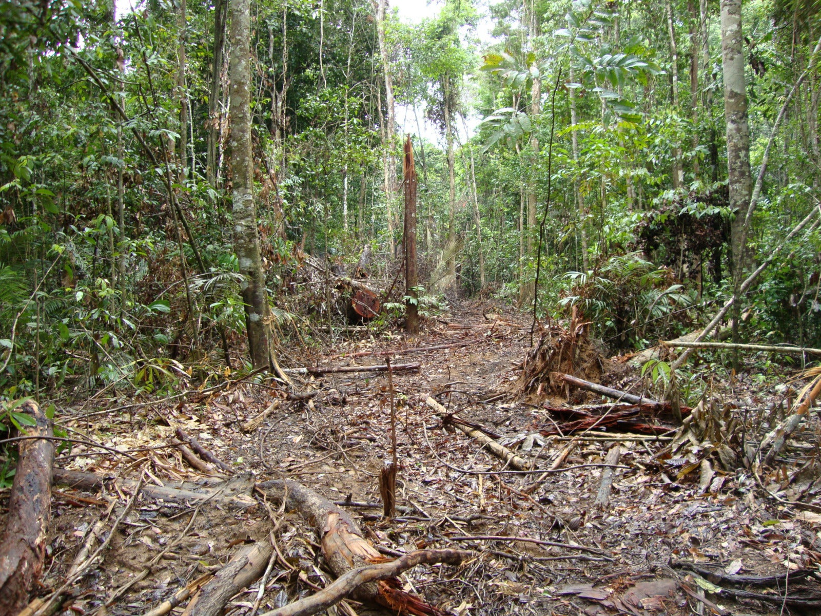 Scientists Warn The Amazon Rainforest Could Collapse in 50 Years Once It Reaches Its Breaking Point - WORLD OF BUZZ 5