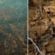 Scientists Warn The Amazon Rainforest Could Collapse In 50 Years Once It Reaches Its Breaking Point - World Of Buzz 6