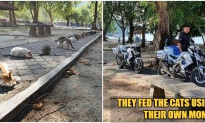Soft-Hearted Abang-Abang Polis Sees 20 Hungry Stray Cats During Mco Patrol, Feeds Them - World Of Buzz