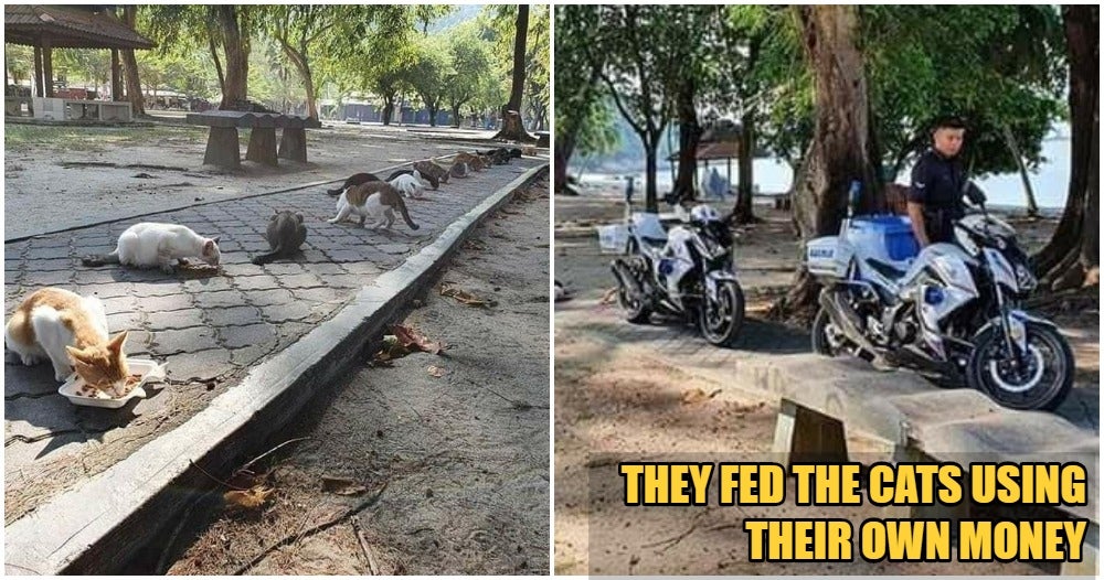 Soft-Hearted Abang-Abang Polis Sees 20 Hungry Stray Cats During Mco Patrol, Feeds Them - World Of Buzz