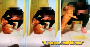 spca investigates video of woman laughing as man hit scolded a cat so badly it urinated out of fear world of buzz 2 2