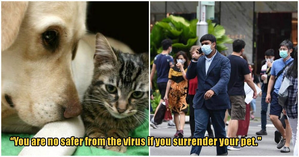 S'Pore Pet Owners Considered Giving Up Their Pets Due To Covid-19 Fears - World Of Buzz