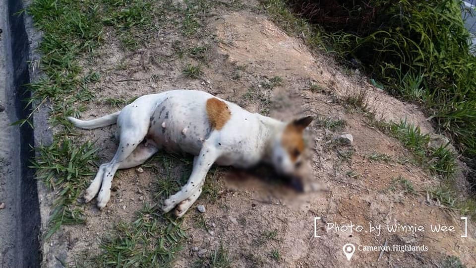 Stray Dogs Waiting For Their Meal Were Found Tortured And Shot To Death In Cameron Highlands - WORLD OF BUZZ 2