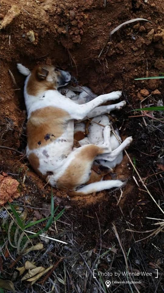 Stray Dogs Waiting For Their Meal Were Found Tortured And Shot To Death In Cameron Highlands - WORLD OF BUZZ 3