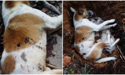 Stray Dogs Waiting For Their Meal Were Found Tortured And Shot To Death In Cameron Highlands - World Of Buzz 4