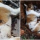 Stray Dogs Waiting For Their Meal Were Found Tortured And Shot To Death In Cameron Highlands - World Of Buzz 4