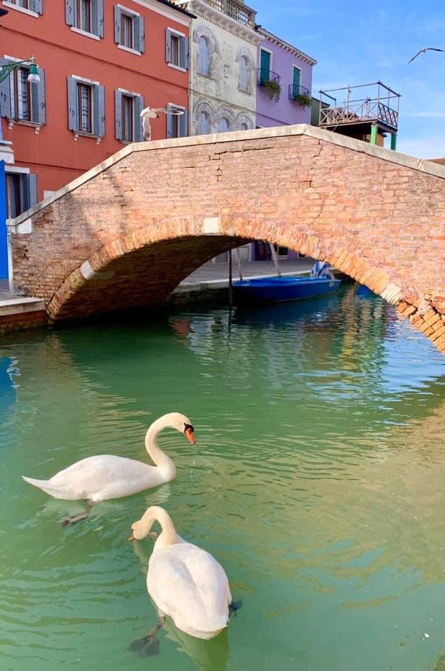 Swans & Fishes Return To Venice Canals, Water Clears Up After Italy Goes Into Covid-19 Lockdown - WORLD OF BUZZ 1
