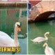 Swans &Amp; Fishes Return To Venice Canals, Water Clears Up After Italy Goes Into Covid-19 Lockdown - World Of Buzz 2