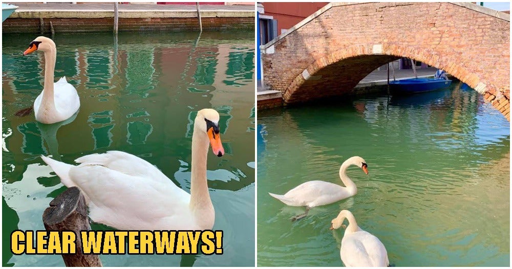 Swans & Fishes Return To Venice Canals, Water Clears Up After Italy Goes Into Covid-19 Lockdown - WORLD OF BUZZ 2
