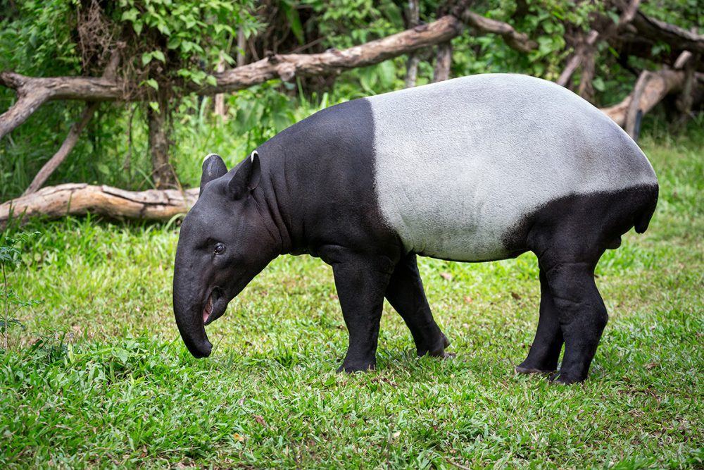 Tapir Numbers Are Rapidly Decreasing Because Of Deforestation And Road Accidents, With Only 2,500 Left Worldwide - WORLD OF BUZZ 1