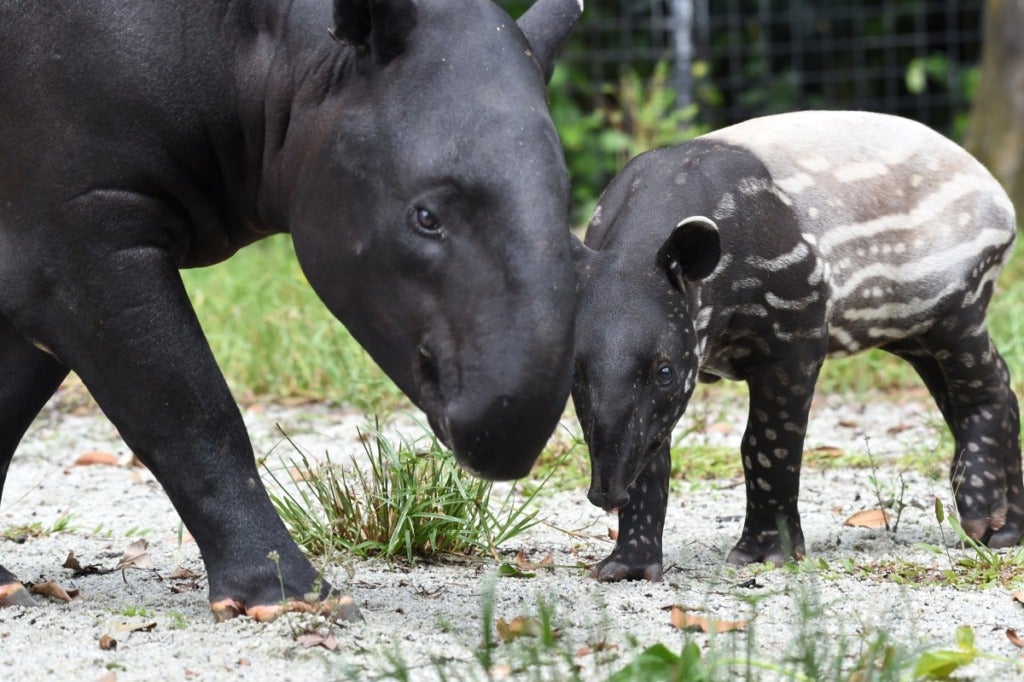 Tapir Numbers Are Rapidly Decreasing Because Of Deforestation And Road Accidents, With Only 2,500 Left Worldwide - WORLD OF BUZZ 2