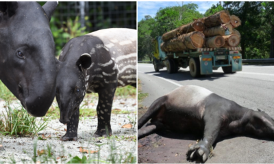 Tapir Numbers Are Rapidly Decreasing Because Of Deforestation And Road Accidents, With Only 2,500 Left Worldwide - World Of Buzz 3