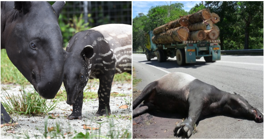 Tapir Numbers Are Rapidly Decreasing Because Of Deforestation And Road Accidents, With Only 2,500 Left Worldwide - World Of Buzz 3