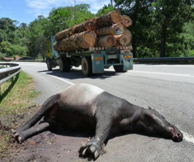 Tapir Numbers Are Rapidly Decreasing Because Of Deforestation And Road Accidents, With Only 2,500 Left Worldwide - World Of Buzz