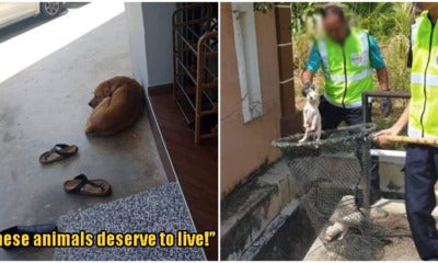 This Mother Dog And Puppies Were Captured For Causing Disturbance, Netizens Enraged - World Of Buzz