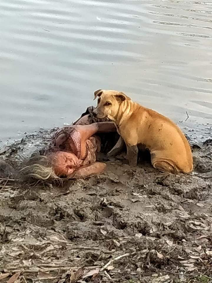 Two Stray Dogs Fiercely Protect Homeless Elderly Blind Woman As She Sleeps By Riverbank - WORLD OF BUZZ 1