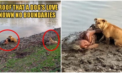 Two Stray Dogs Fiercely Protect Homeless Elderly Blind Woman As She Sleeps By Riverbank - World Of Buzz 2