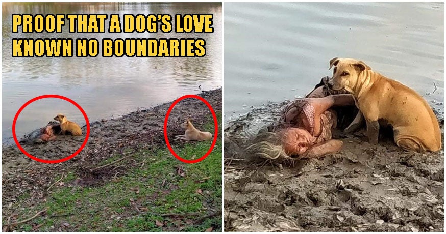 Two Stray Dogs Fiercely Protect Homeless Elderly Blind Woman As She Sleeps By Riverbank - World Of Buzz 2
