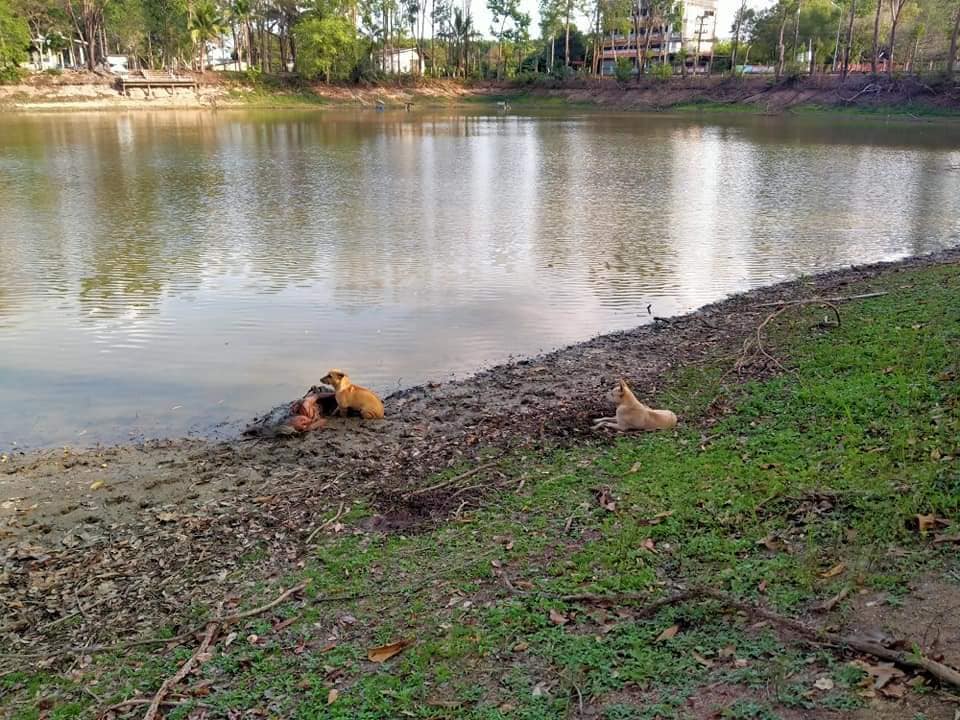 Two Stray Dogs Fiercely Protect Homeless Elderly Blind Woman As She Sleeps By Riverbank - WORLD OF BUZZ