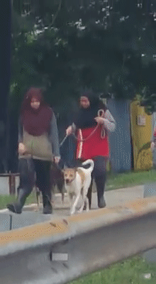Video: 2 Kind Malay Girls Bring Cute Doggos Out For Walks, Brings Hope Of Harmony To M'sians - World Of Buzz 1