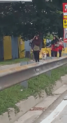 Video: 2 Kind Malay Girls Bring Cute Doggos Out For Walks, Brings Hope Of Harmony To M'sians - WORLD OF BUZZ