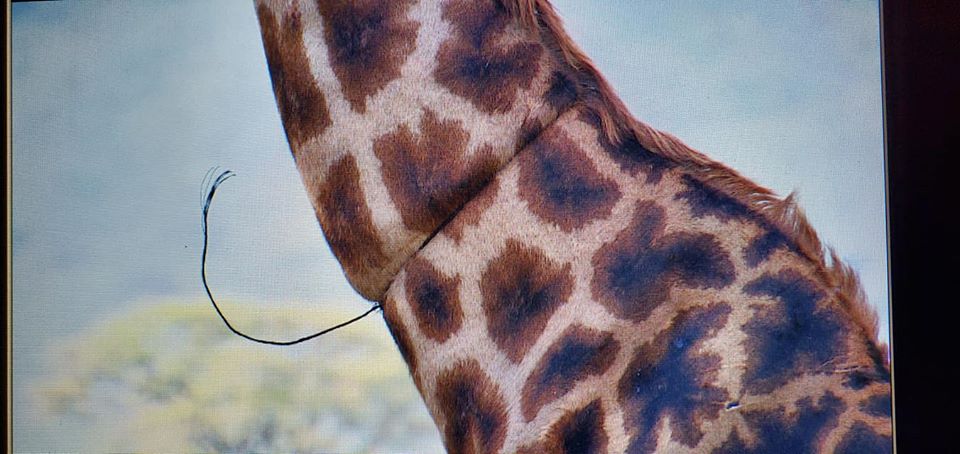 Woman Shares How Giraffe Asked Them For Help After Its Neck Got Caught in Poacher's Trap - WORLD OF BUZZ 1