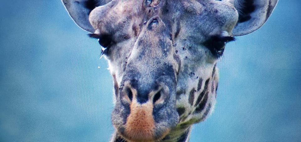 Woman Shares How Giraffe Asked Them For Help After Its Neck Got Caught in Poacher's Trap - WORLD OF BUZZ 2