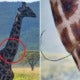 Woman Shares How Giraffe Asked Them For Help After Its Neck Got Caught In Poacher'S Trap - World Of Buzz 4