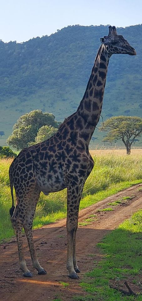 Woman Shares How Giraffe Asked Them For Help After Its Neck Got Caught in Poacher's Trap - WORLD OF BUZZ