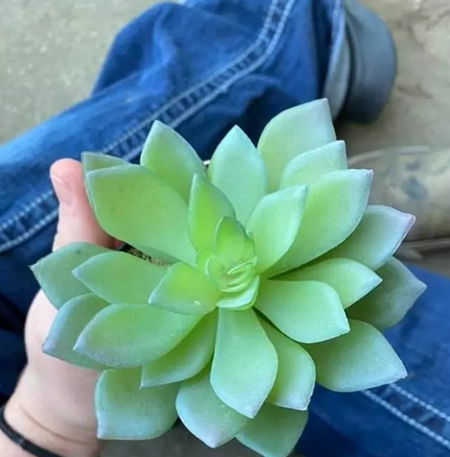 Woman Waters 'Perfect Plant' Every Day For Years, Only To Discover That It's Made Out Of Plastic - WORLD OF BUZZ