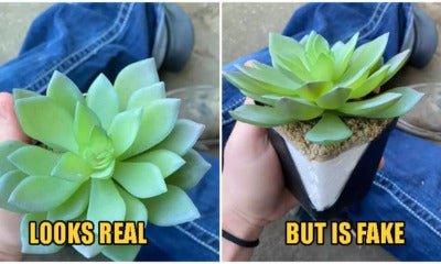 Woman Waters 'Perfect Plant' Every Day For Years, Only To Discover That It'S Plastic - World Of Buzz