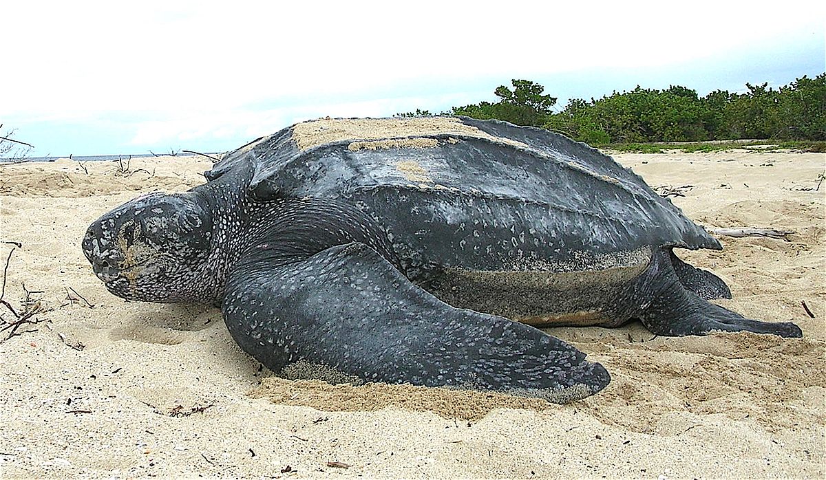 Leatherback sea turtle Tinglar USVI 5839996547