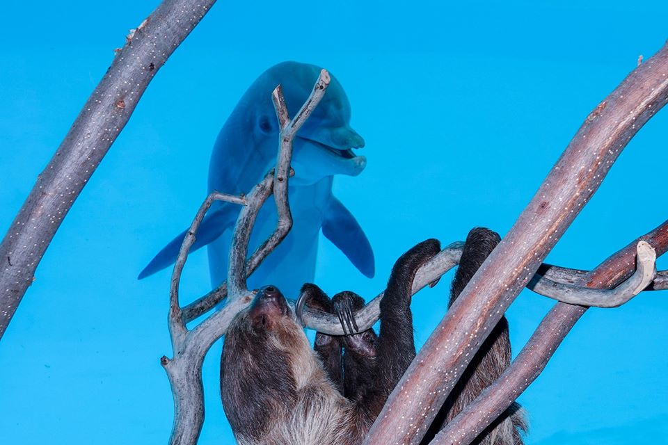 Adorable Dolphin Impersonates Visiting Sloth While Aquarium Closes For Lock Downs - WORLD OF BUZZ 1
