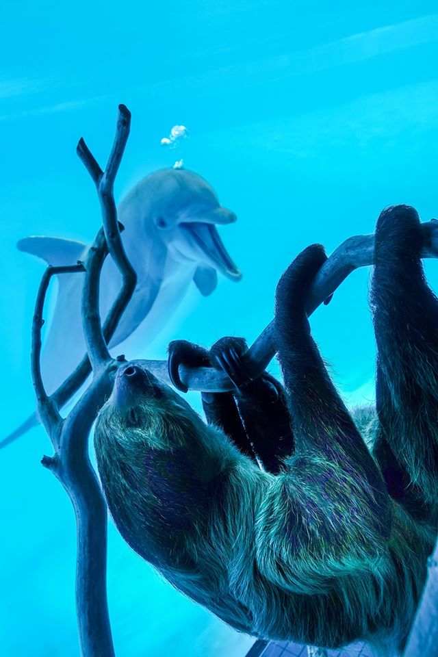Adorable Dolphin Impersonates Visiting Sloth While Aquarium Closes For Lock Downs - WORLD OF BUZZ