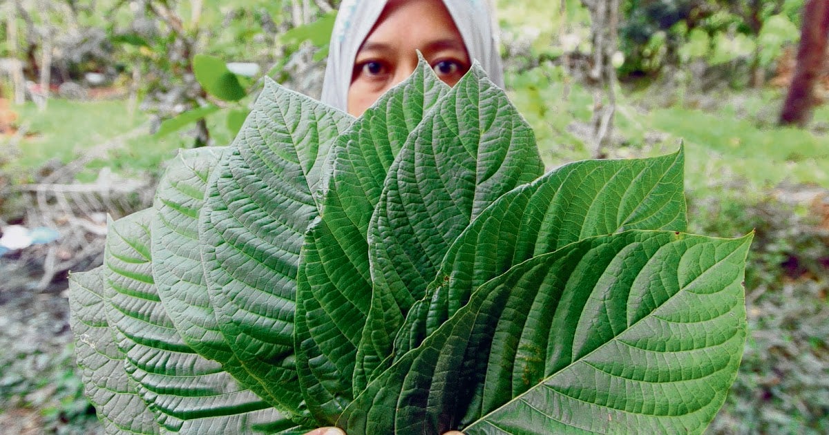 Bersatu Member Calls Government to Allow Production of Ketum and Cannabis - WORLD OF BUZZ 1