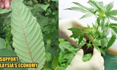 Bersatu Member Calls Government To Allow Production Of Ketum And Cannabis - World Of Buzz 2
