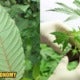 Bersatu Member Calls Government To Allow Production Of Ketum And Cannabis - World Of Buzz 2