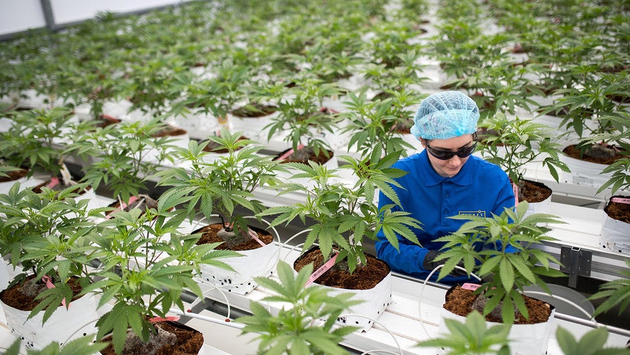 Bersatu Member Govt Should Allow Production Of Ketum And Marijuana World Of Buzz