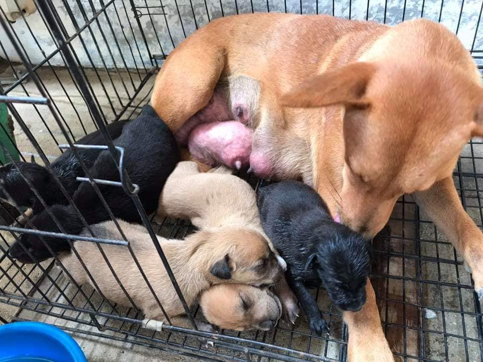 Cancer-Stricken Mama Dog Begs Owner To Not Abandon Her & Her 5 Little Puppies - WORLD OF BUZZ 1