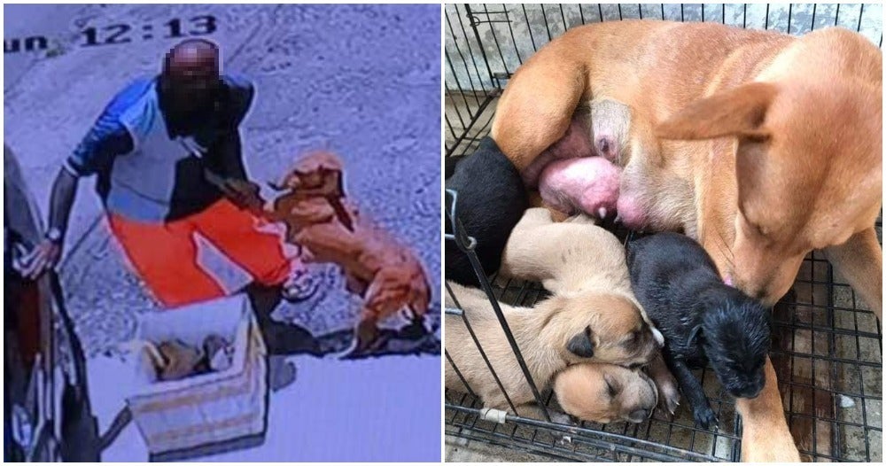 Cancer-Stricken Mama Dog Begs Owner To Not Abandon Her & Her 5 Little Puppies - WORLD OF BUZZ 5