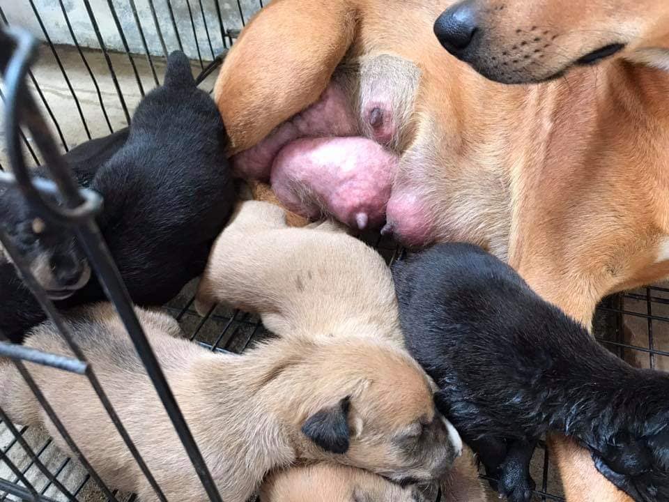 Cancer-Stricken Mama Dog Begs Owner To Not Abandon Her & Her 5 Little Puppies - WORLD OF BUZZ