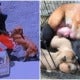 Cancer-Stricken Mama Dog In Johor 'Begs' Owner To Not Abandon Her &Amp; Her 5 Little Puppies - World Of Buzz 1