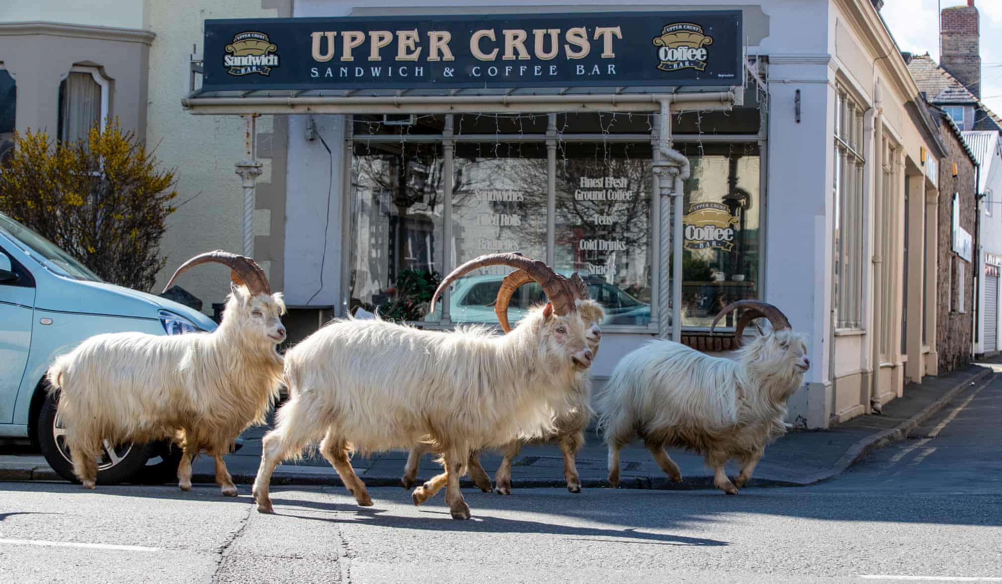 Cute, Fuzzy Mountain Goats Take Over Deserted Town After Covid-19 Forces Everyone To Stay Home - WORLD OF BUZZ 1