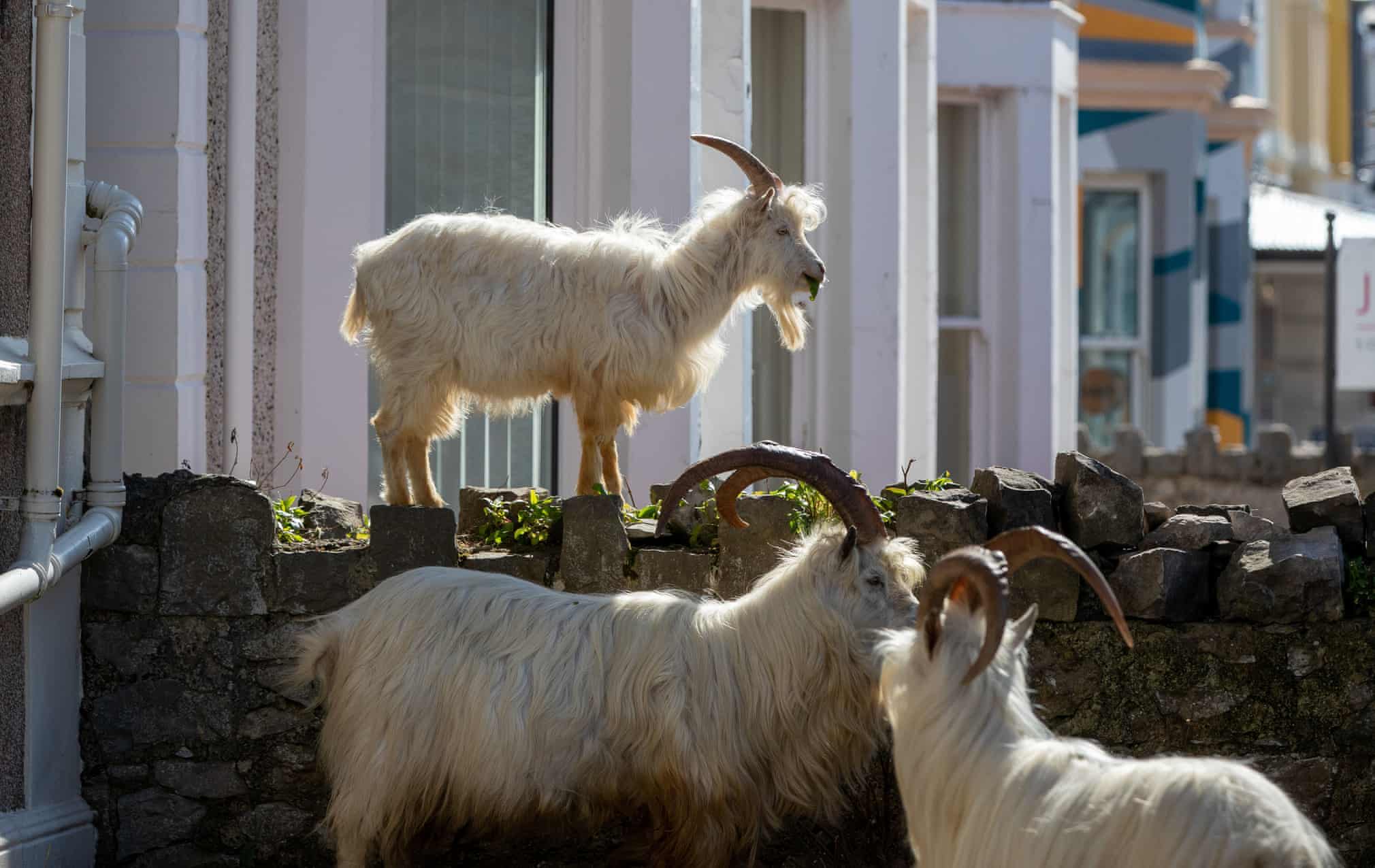 Cute, Fuzzy Mountain Goats Take Over Deserted Town After Covid-19 Forces Everyone To Stay Home - WORLD OF BUZZ 2