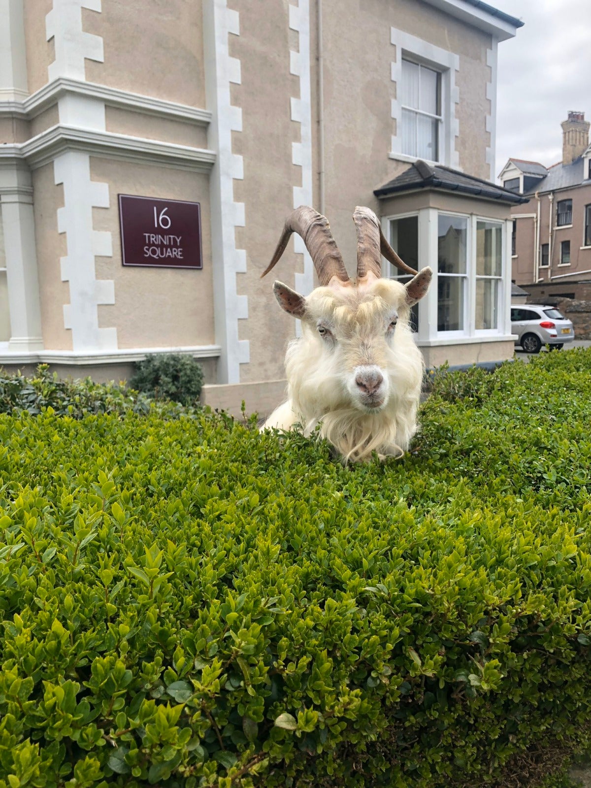 Cute, Fuzzy Mountain Goats Take Over Deserted Town After Covid-19 Forces Everyone To Stay Home - WORLD OF BUZZ 3