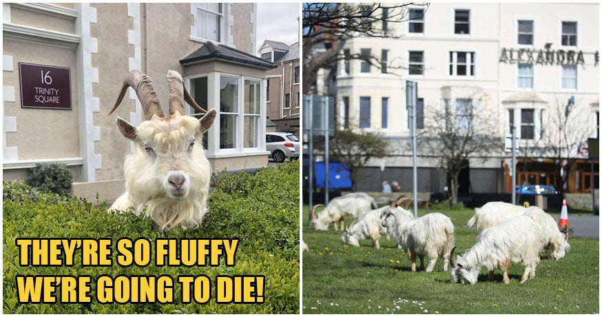 Cute, Fuzzy Mountain Goats Take Over Deserted Town After Covid-19 Forces Everyone To Stay Home - World Of Buzz 5
