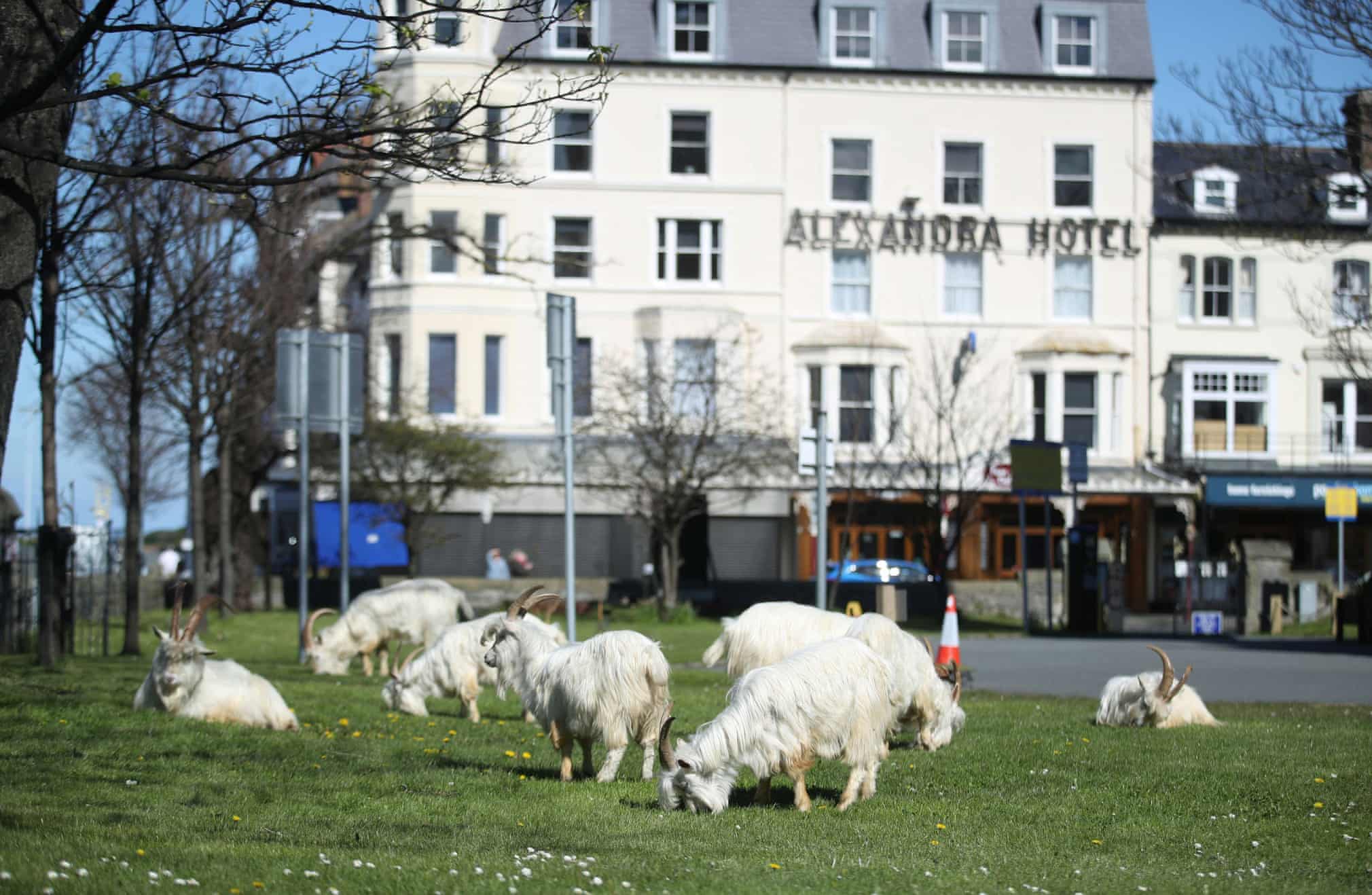 Cute, Fuzzy Mountain Goats Take Over Deserted Town After Covid-19 Forces Everyone To Stay Home - WORLD OF BUZZ