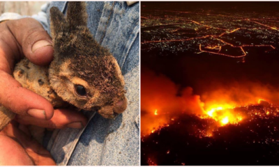 Forest Fires Are Ablaze In Chiang Mai As Animals Suffer &Amp; Die - World Of Buzz