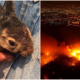 Forest Fires Are Ablaze In Chiang Mai As Animals Suffer &Amp; Die - World Of Buzz