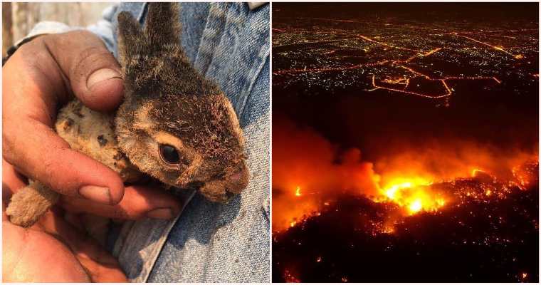 Forest Fires Are Ablaze In Chiang Mai As Animals Suffer & Die - WORLD OF BUZZ